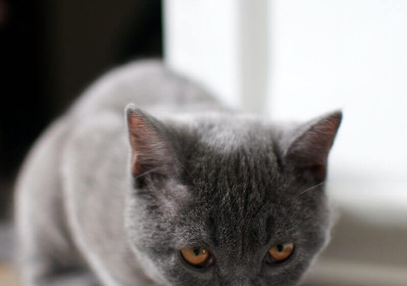 Top 5 animal nutrition companies in the USA