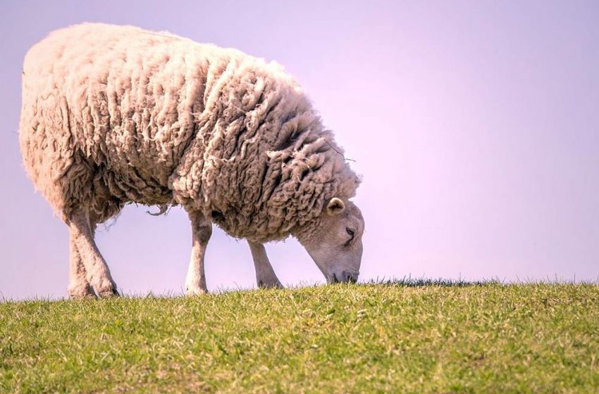  Europe is committed to the sustainability of sheep and goats meat